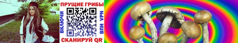 Галлюциногенные грибы мицелий  Вятские Поляны 